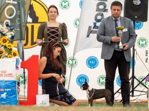 28-30.07.2023 - Moszna (O/Opole), 41. International Dog Show (CACIB), class: Minor Puppy, very promising 1/3, Best Minor Puppy in Breed, judge: Gabriela Ridarcikova (SK) and
The Best Minor Puppy I, judge: Mika Mladenovic (RS)