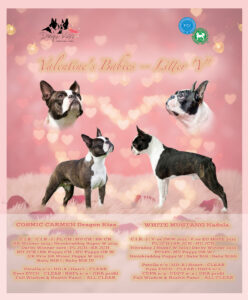 Miot Boston Terrierów